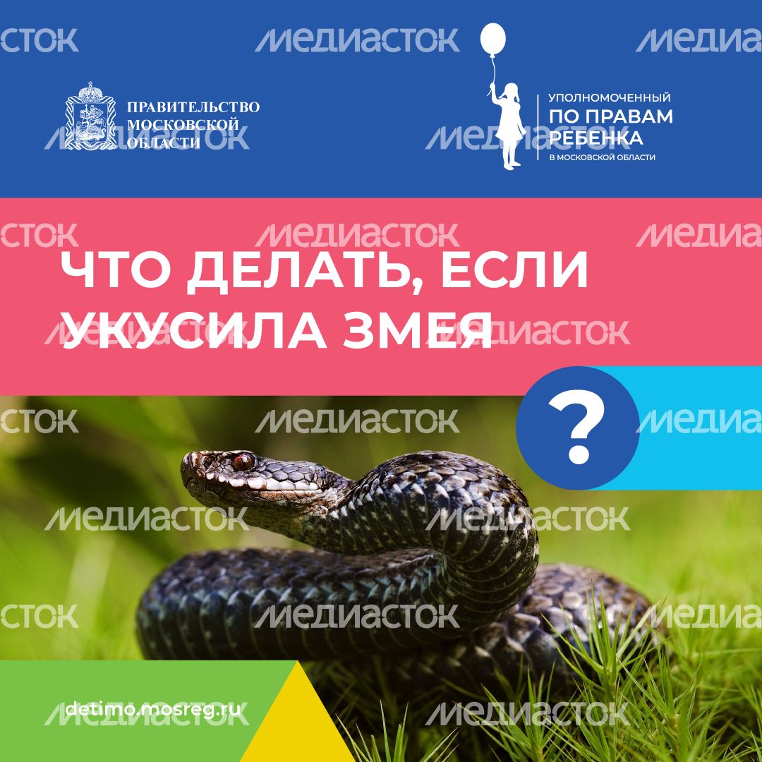 квадрат что-делать-если-укусила-змея.png
