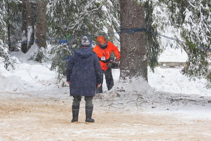 В Можайском городском округе спилили главную новогоднюю ель страны