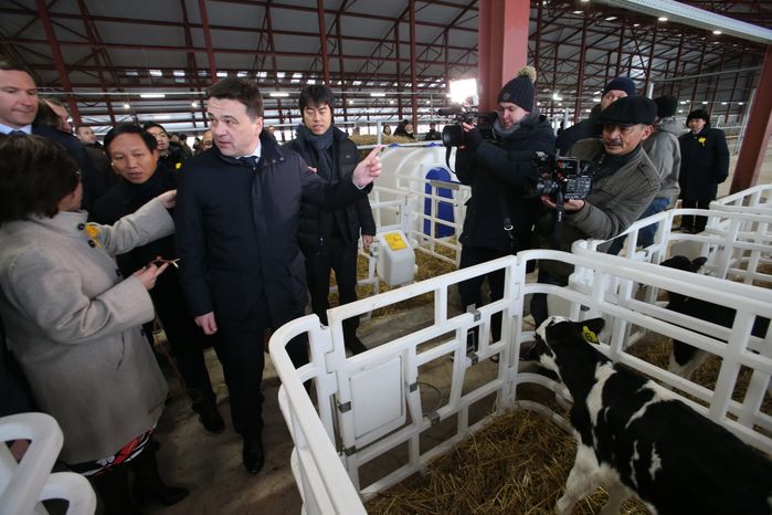 Открытие молочного животноводства в Волоколамском районе