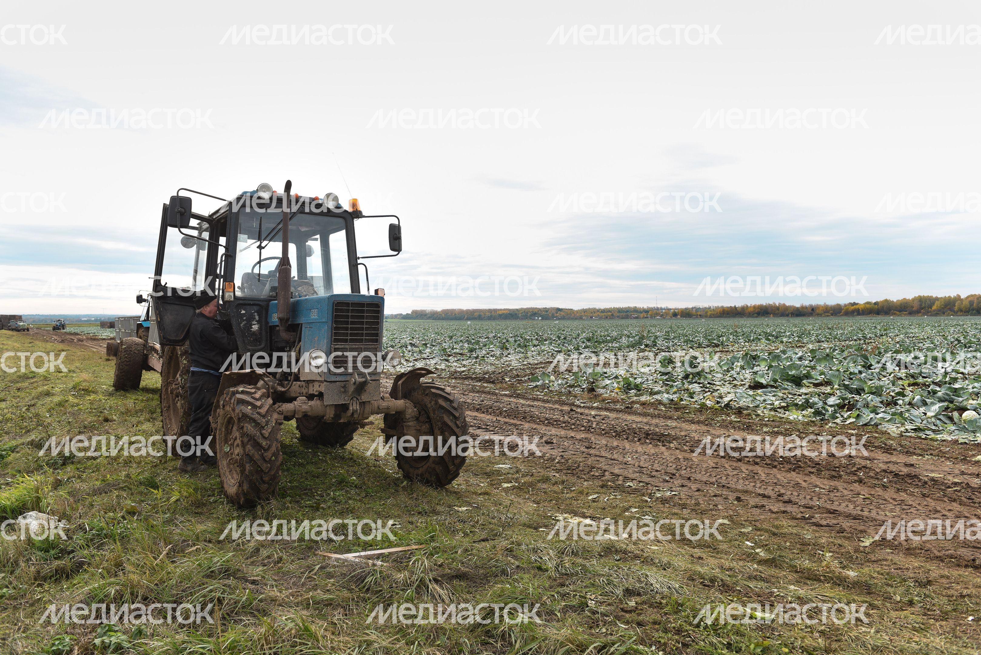 Сбор урожая капусты в Подмосковье