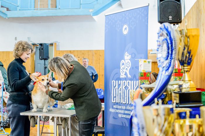 Богородский. Ногинск. Выставка собак всех пород