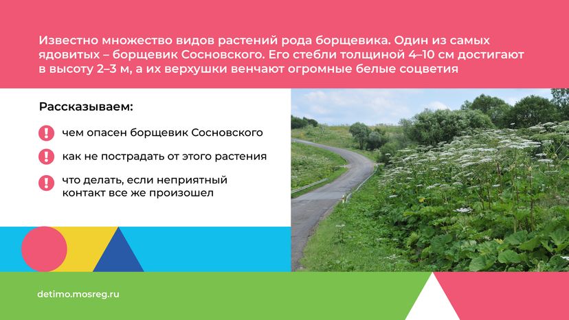 Горизонталь_Борщевик Сосновского_02.png