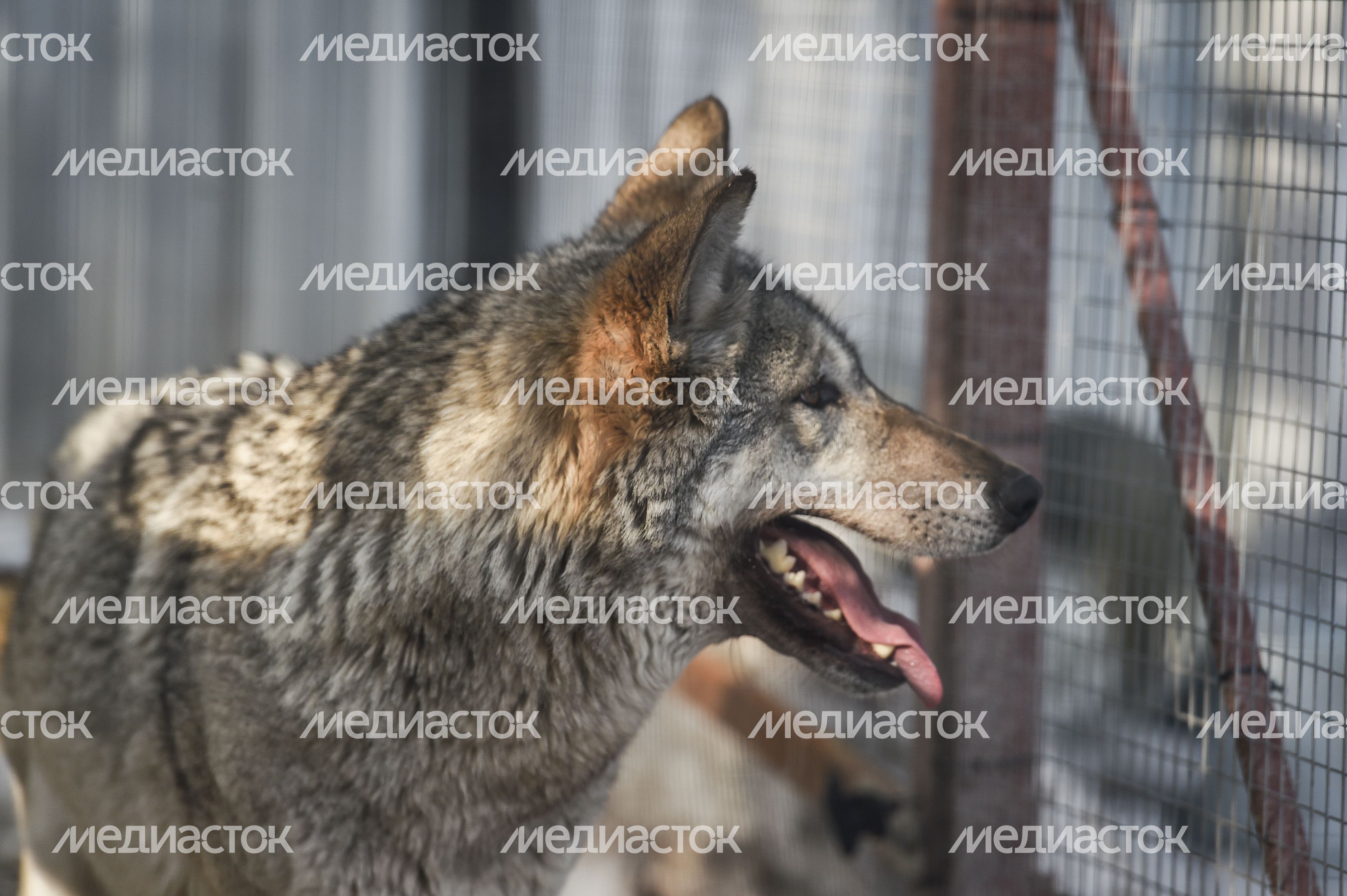 Частный приют Чертог Волка в Подмосковье Частный приют Чертог Волка в Подмосковье