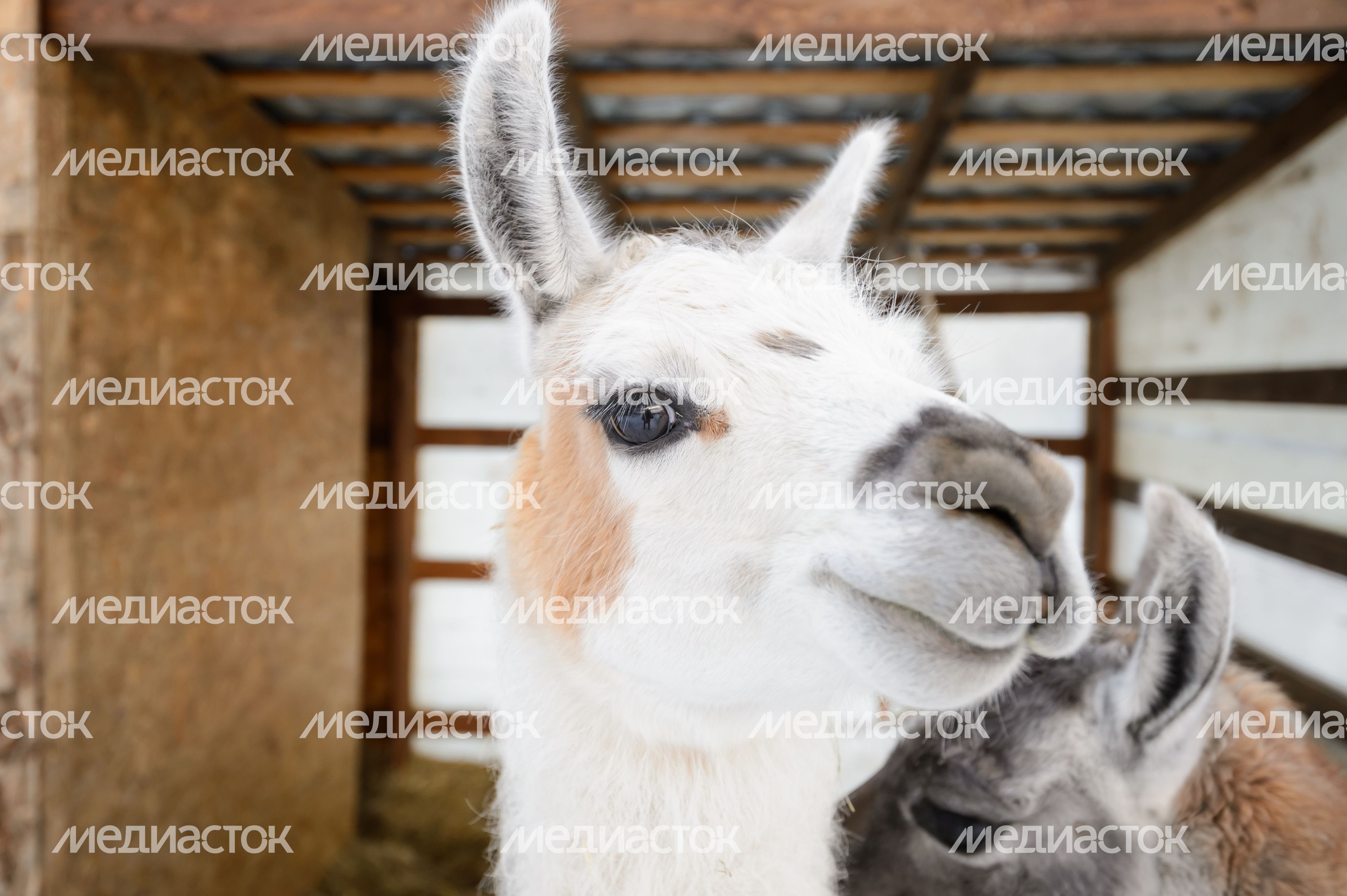 Дмитров. Экоферма «Российские альпаки» Дмитров. Экоферма «Российские альпаки»