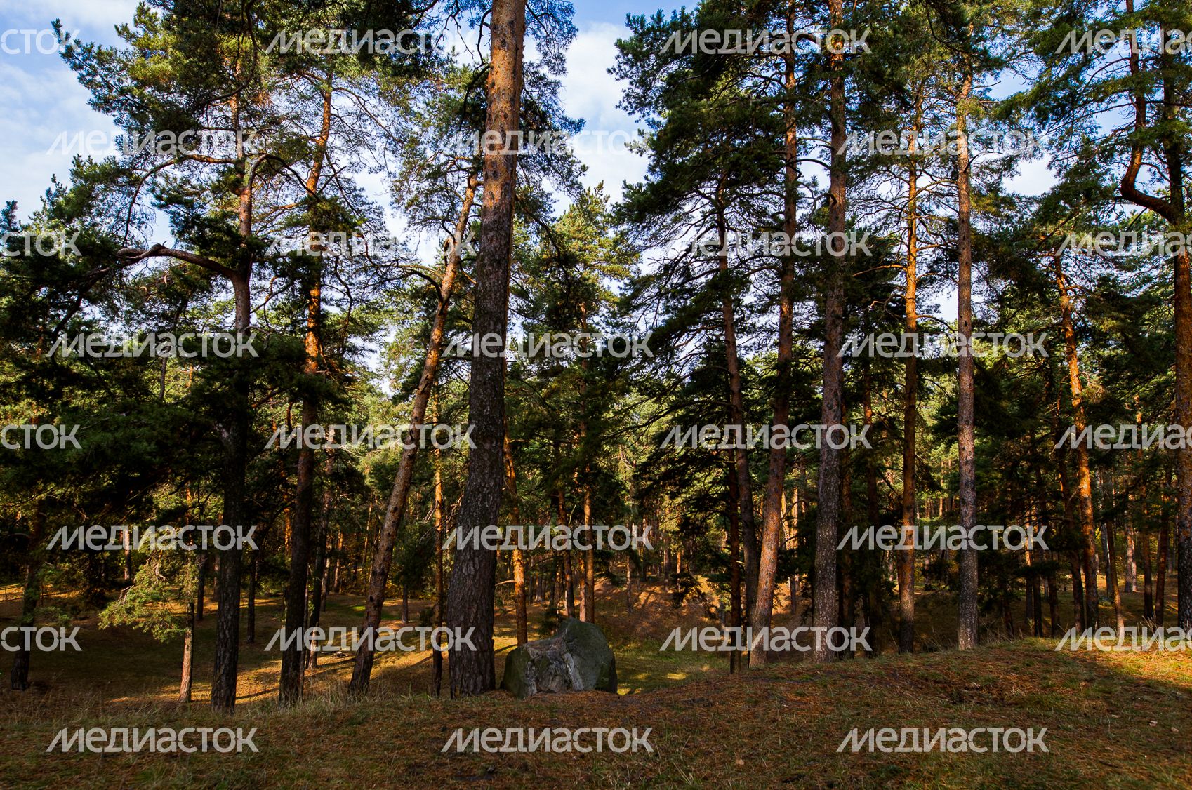 Осенние виды Томилинского лесопарка