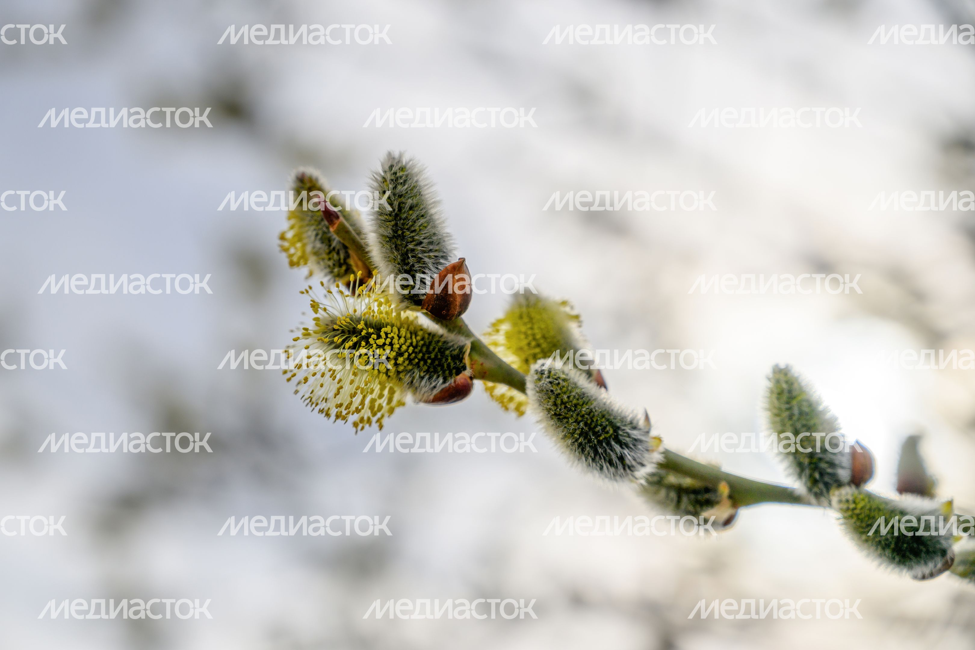 Весна в Подмосковье - расцвела верба
