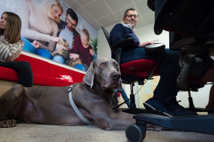 Pet‑friendly офис Purina