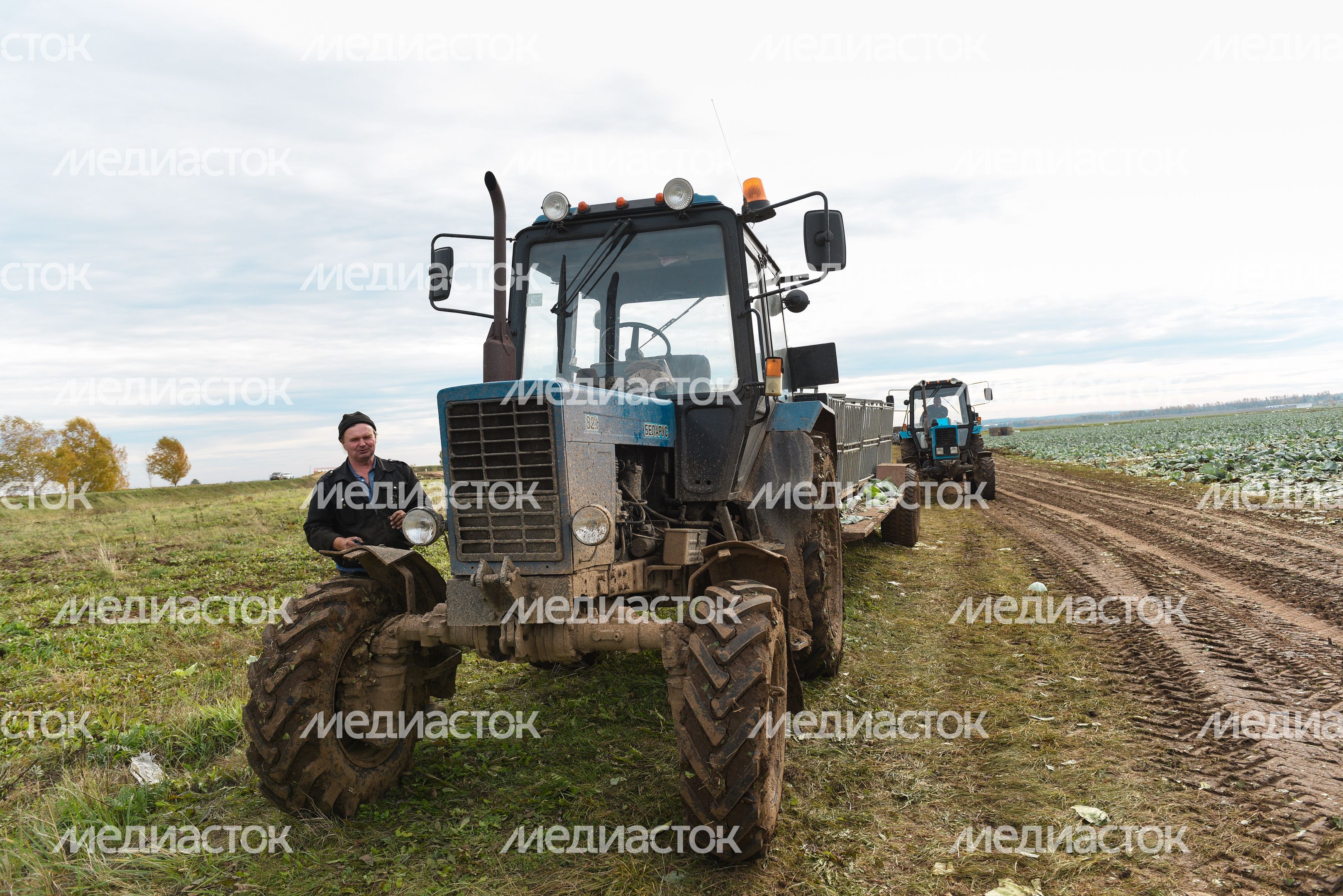 Сбор урожая капусты в Подмосковье