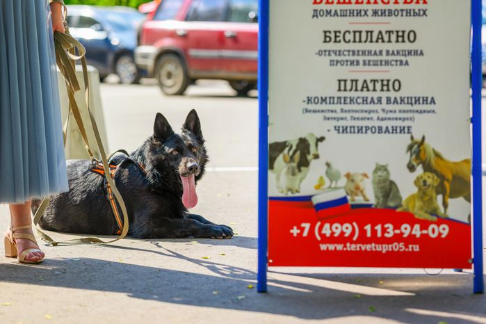 Выездная акция по чипированию и вакцинации животных в парке «Взлет» Домодедово