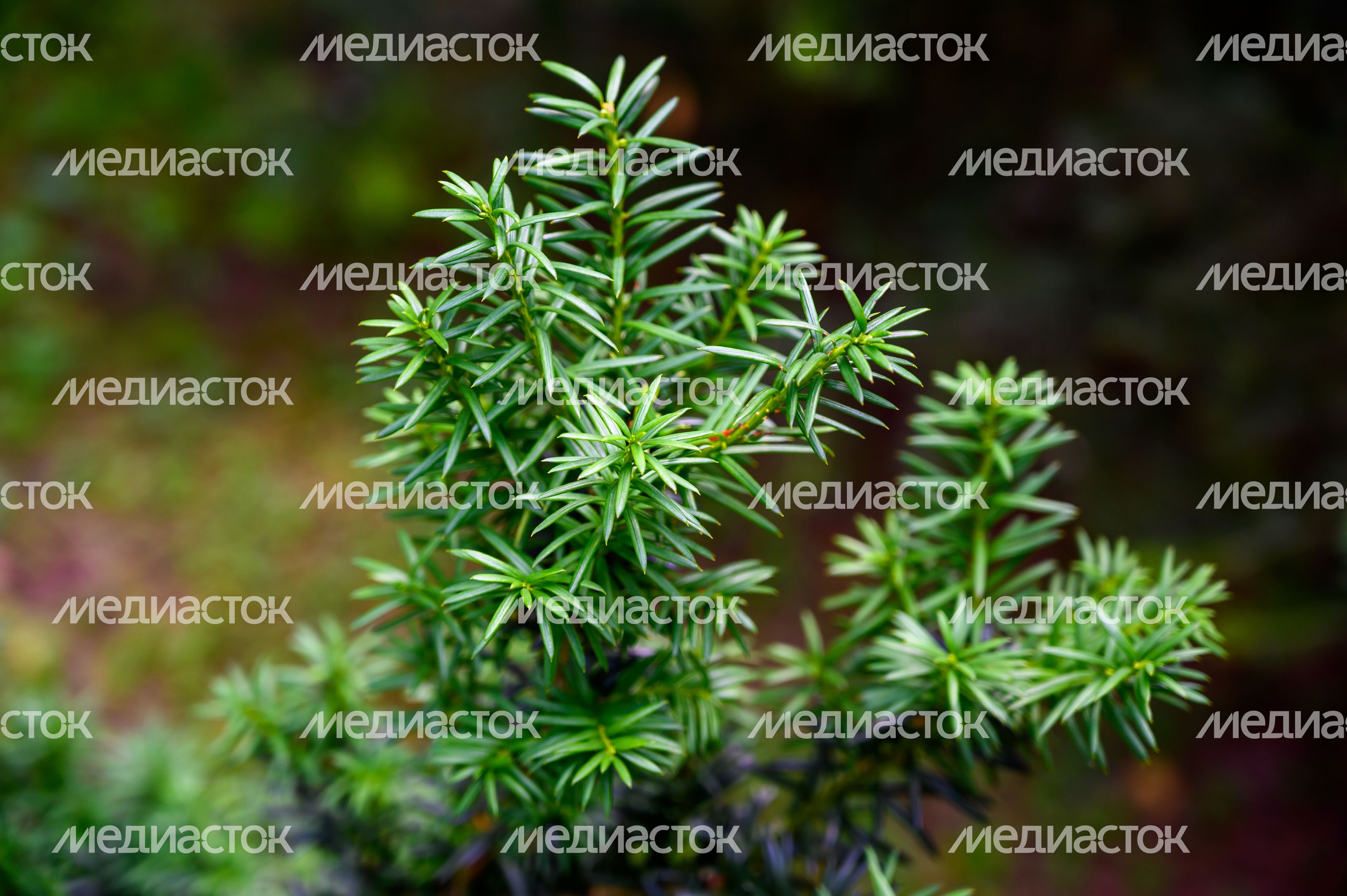 Эколого-просветительский комплекс "Дендрарий" в Мытищах Эколого-просветительский комплекс "Дендрарий" в Мытищах