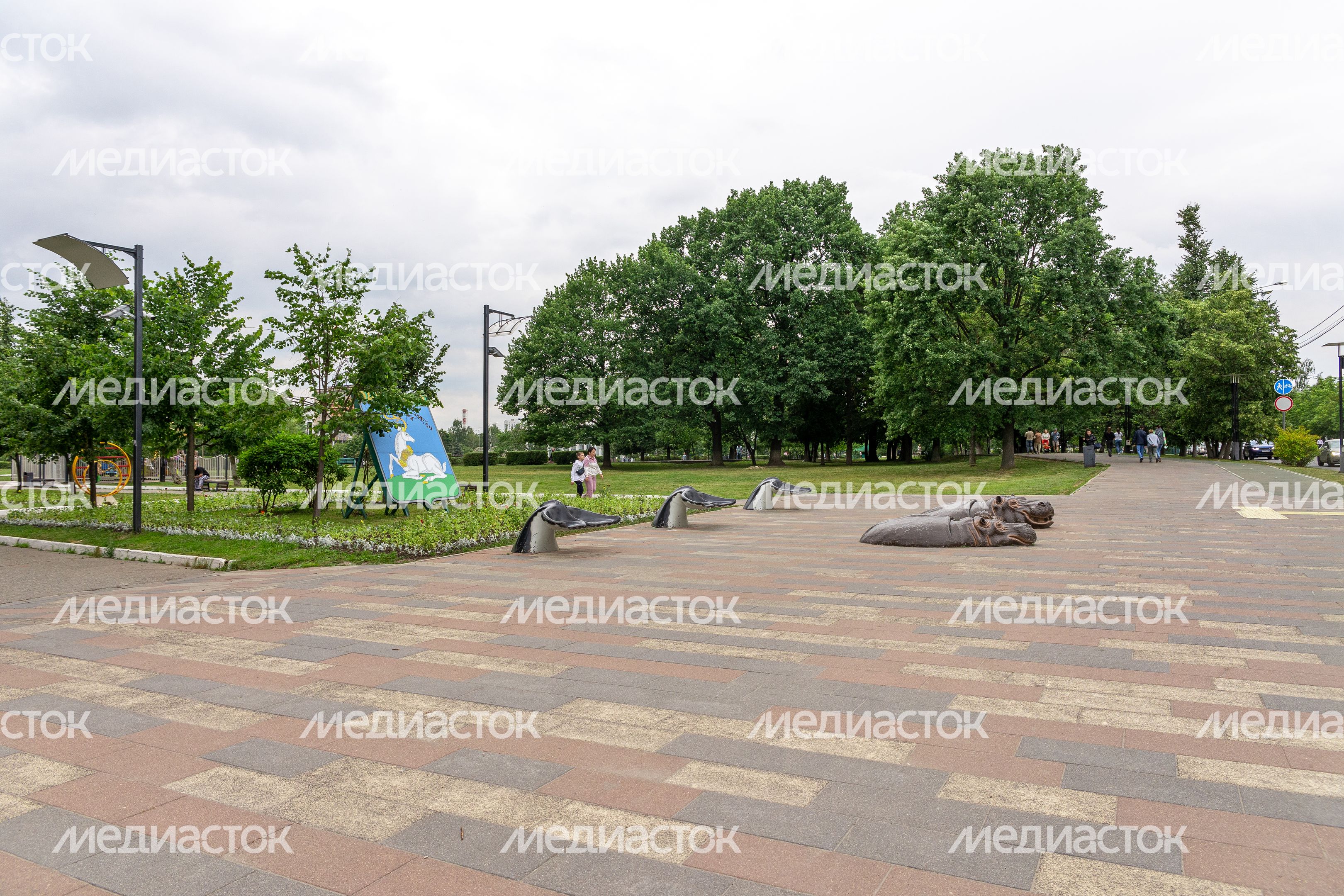 Бегемоты