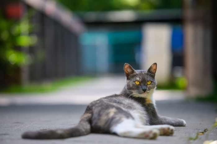 Кот в Наташинском парке Люберец