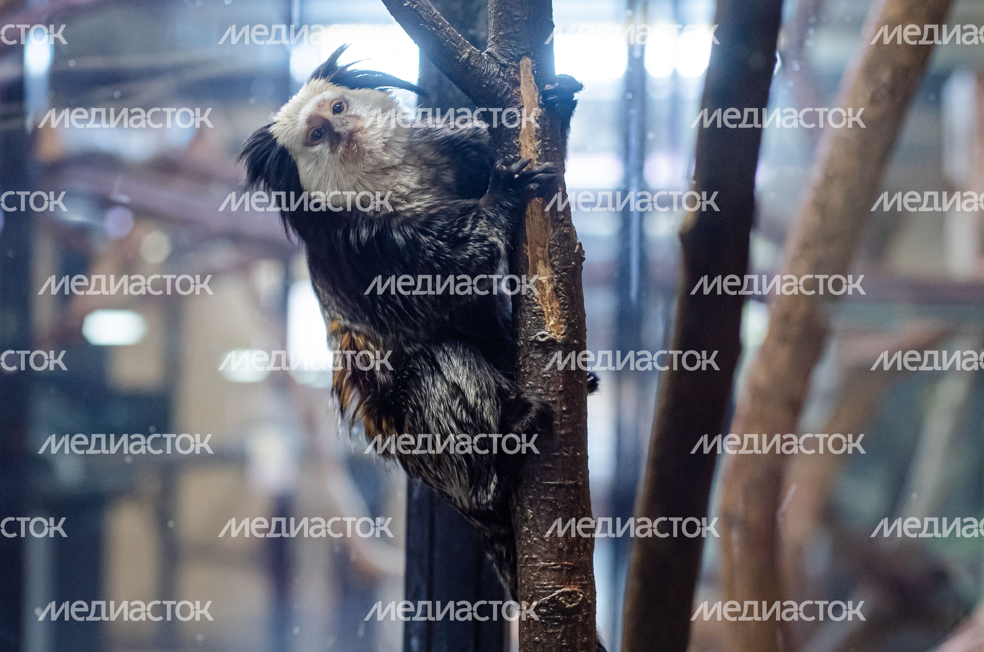 Зимний Парк Птиц «Воробьи»
