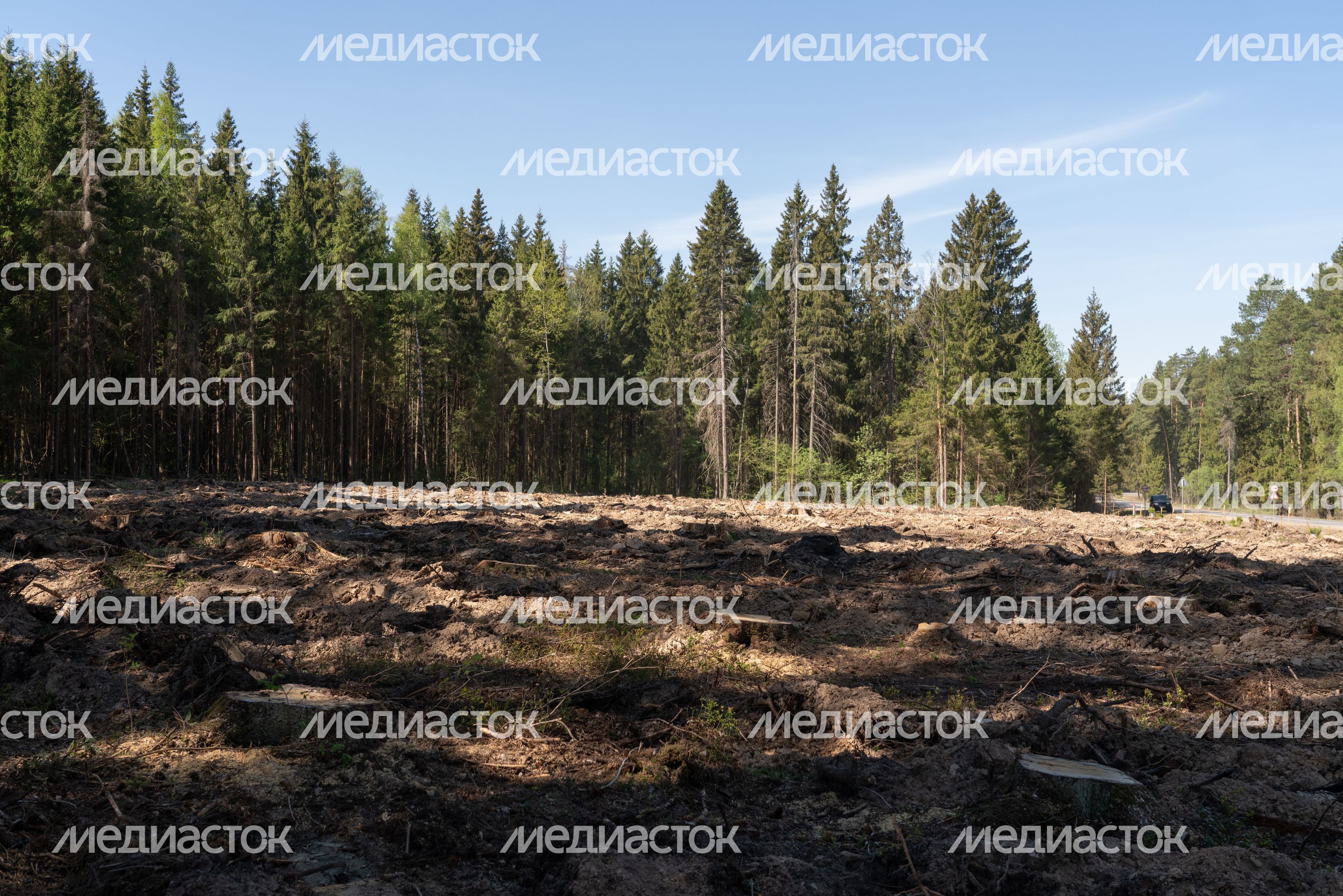Лес Победы
