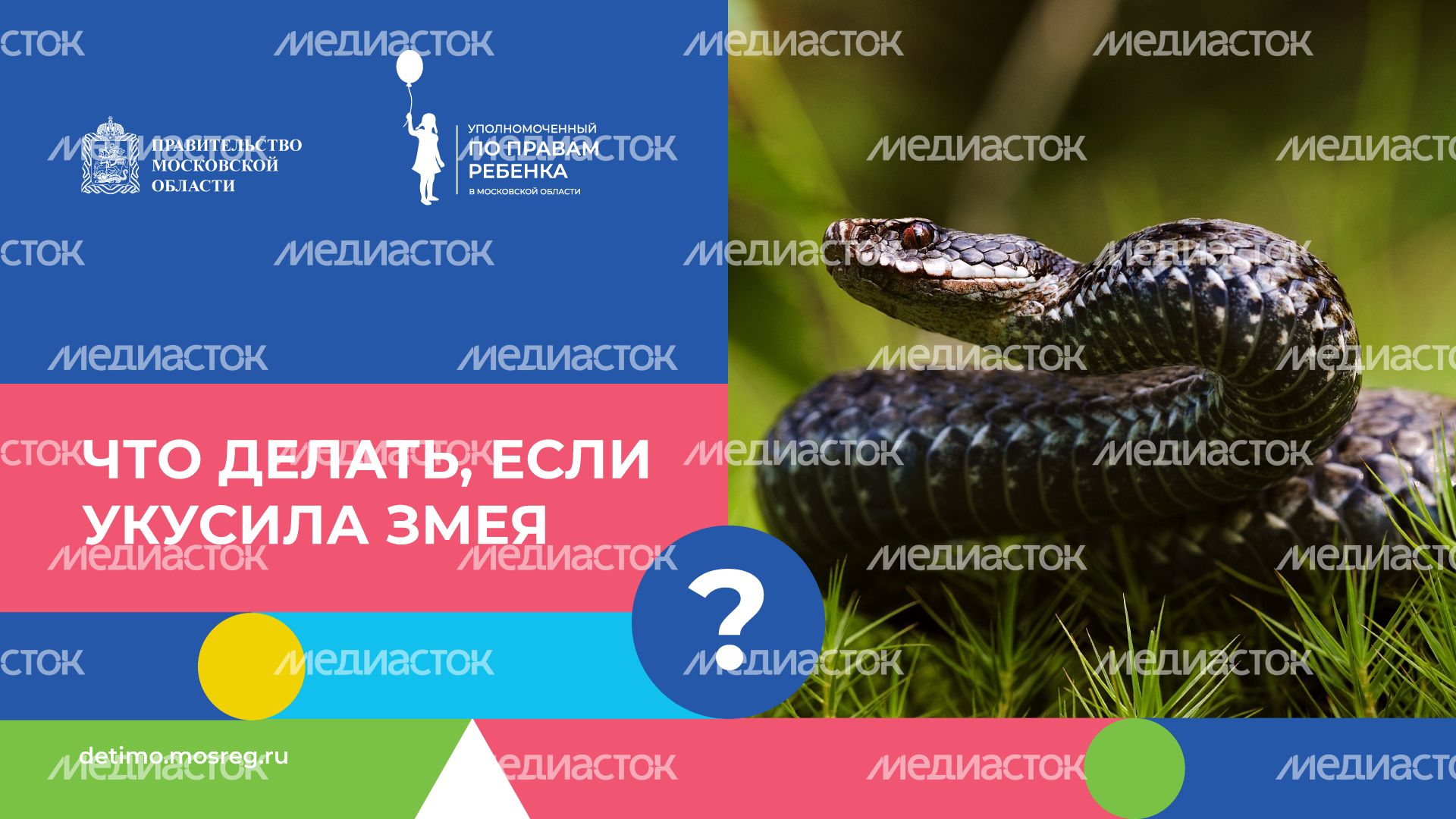 горизонталь что-делать-если-укусила-змея.png
