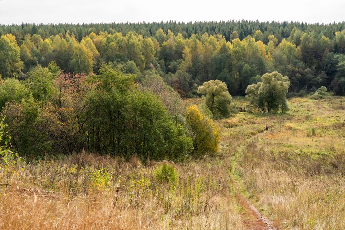 Осень в лесопарке «Городская массовка» в Дедовске округа Истра