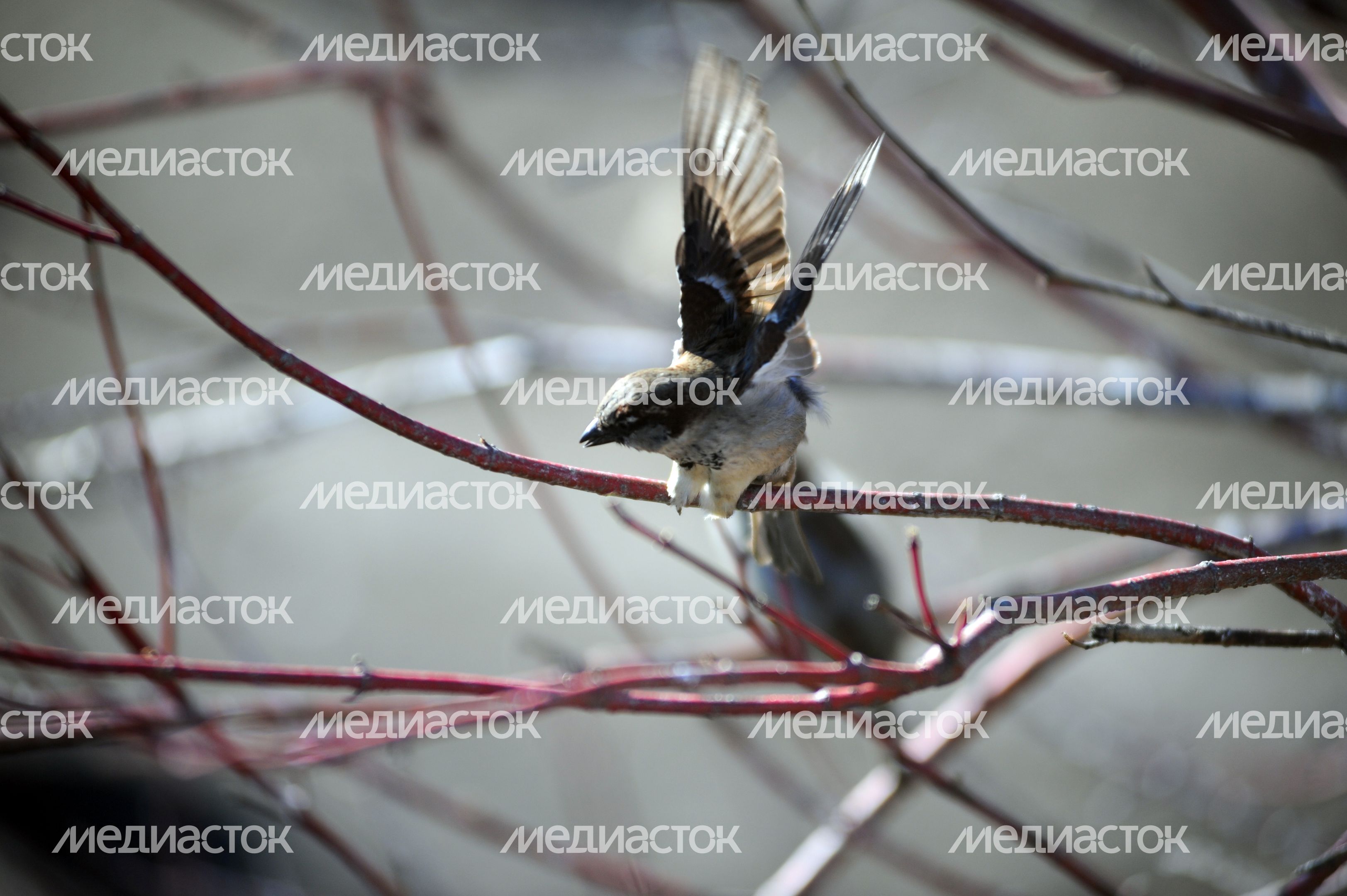 Московский зоопарк Московский зоопарк