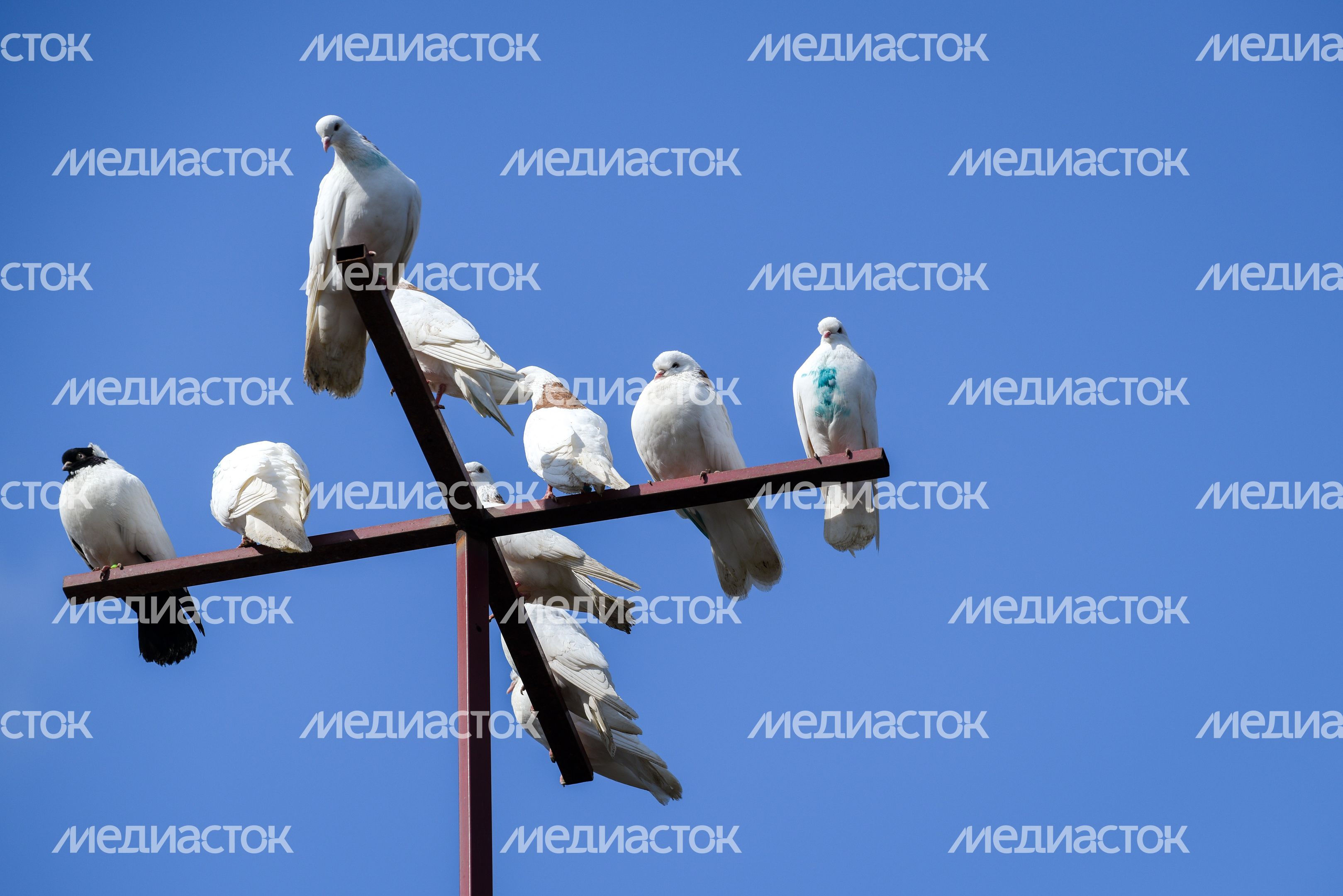 Голубятня в Москве