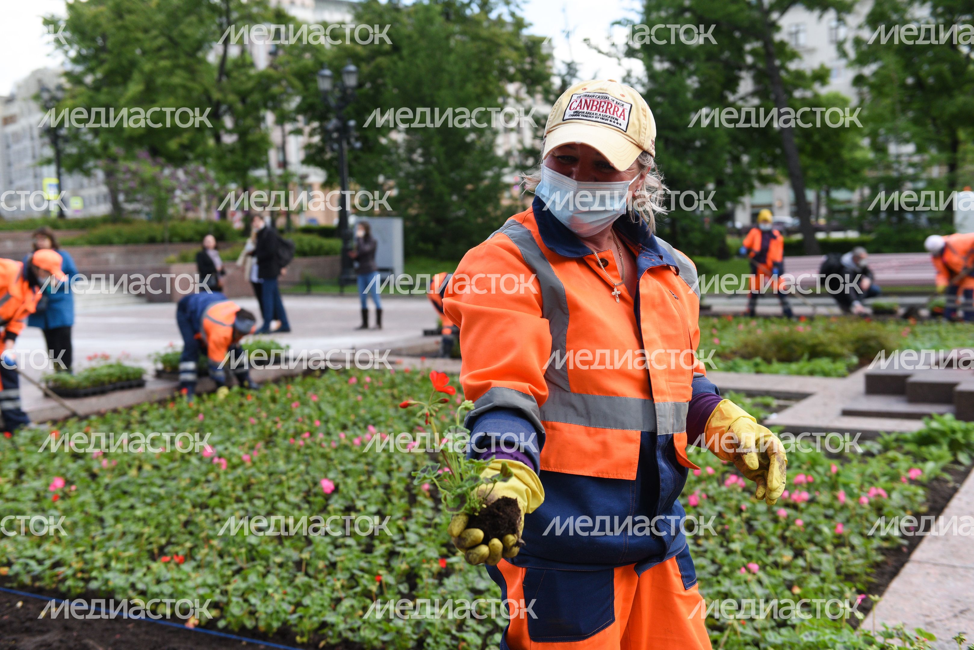 Высадка однолетних растений в Москве