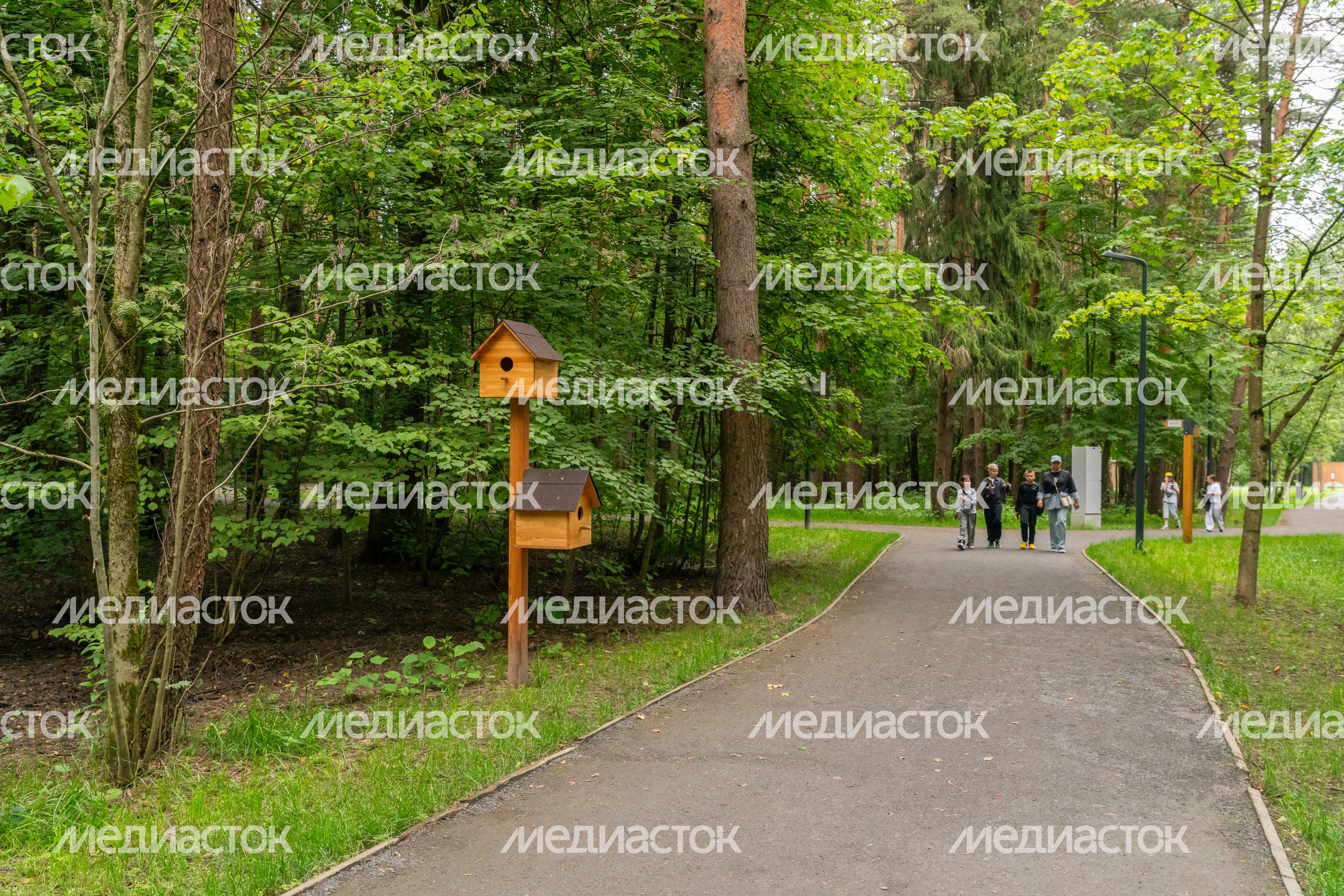 Лето в лесопарке «Дубки» города Апрелевка Наро-Фоминского округа