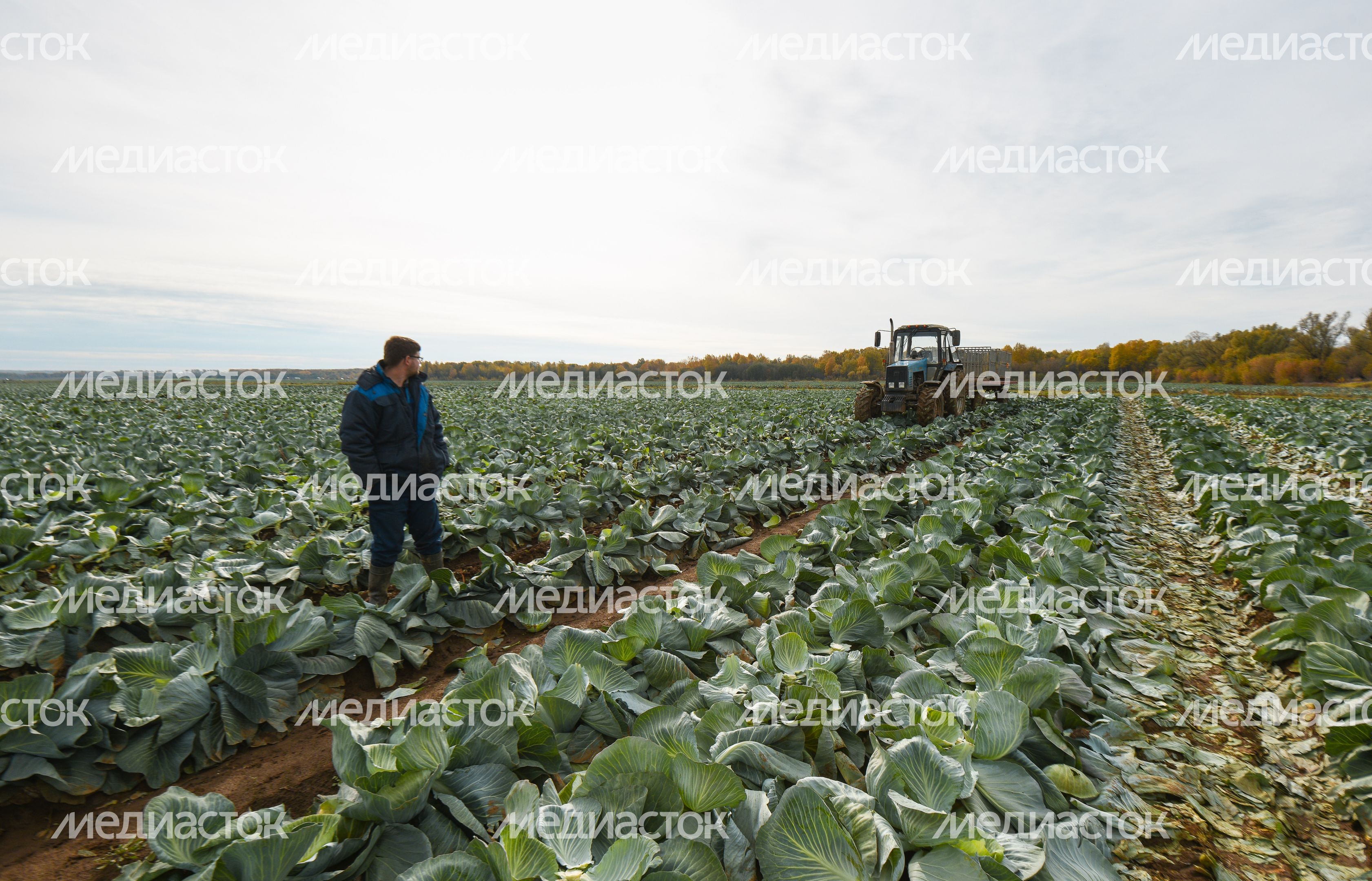 Сбор урожая капусты в Подмосковье