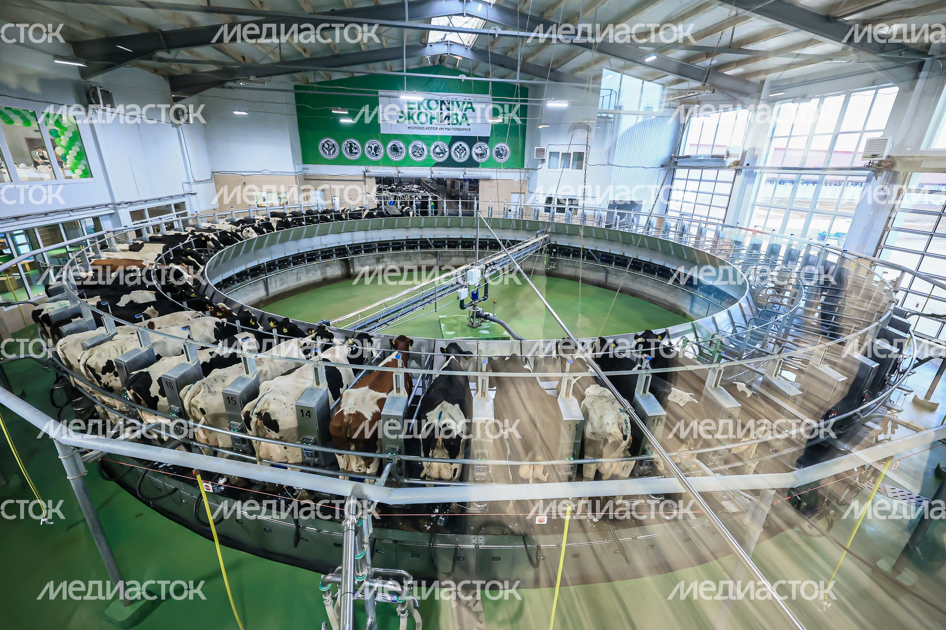 Открытие животноводческего комплекса «Бортниково» в Ступино Губернатором Подмосковья