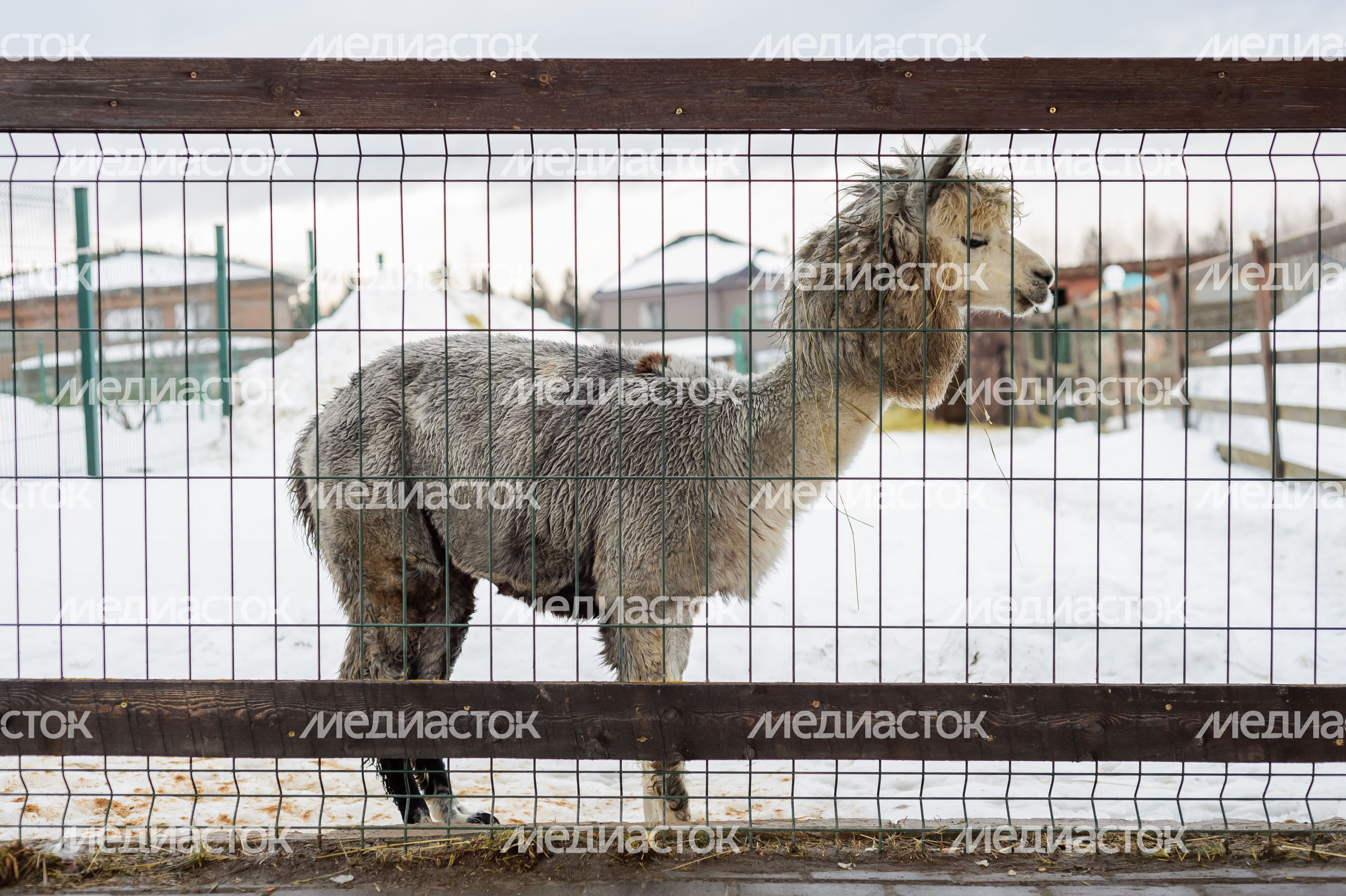 Дмитров. Экоферма «Российские альпаки» Дмитров. Экоферма «Российские альпаки»