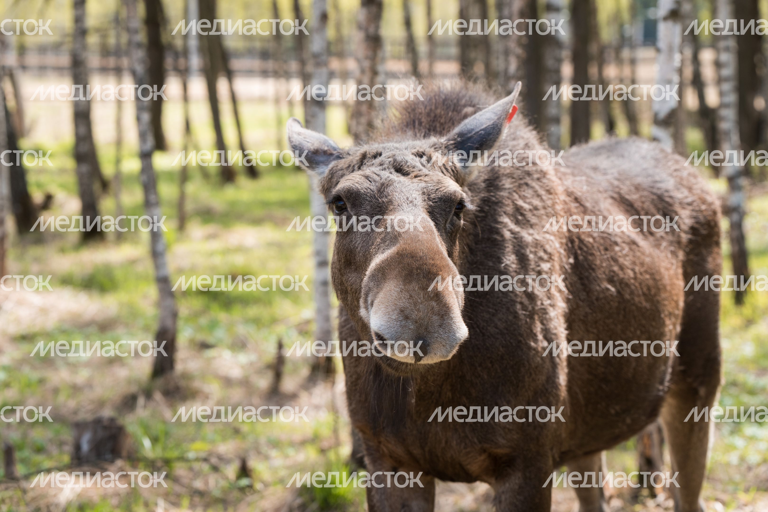 Национальный парк Лосиный остров
