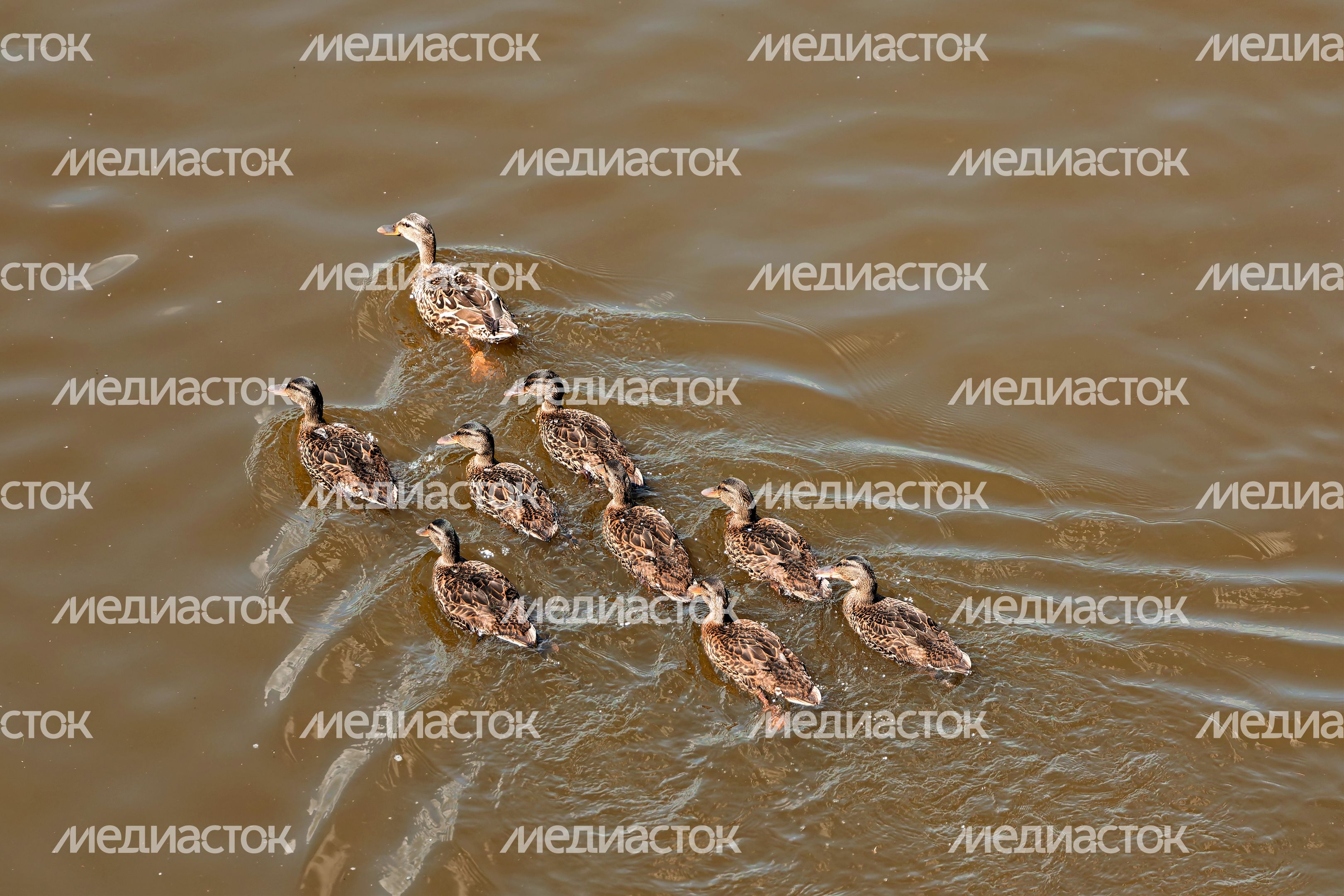 Утки плывут по Москве-реке