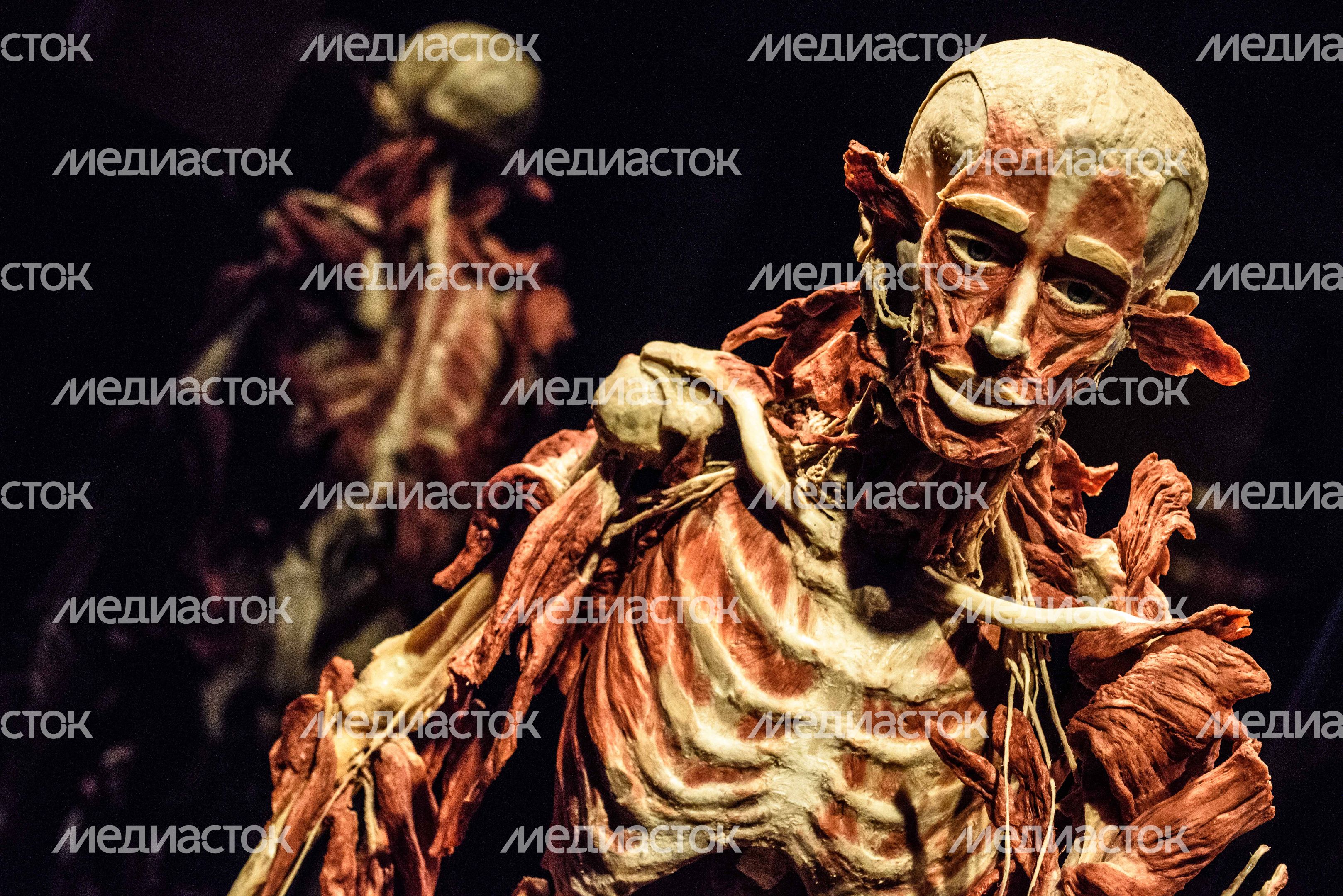 Выставка «Body Worlds» на ВДНХ