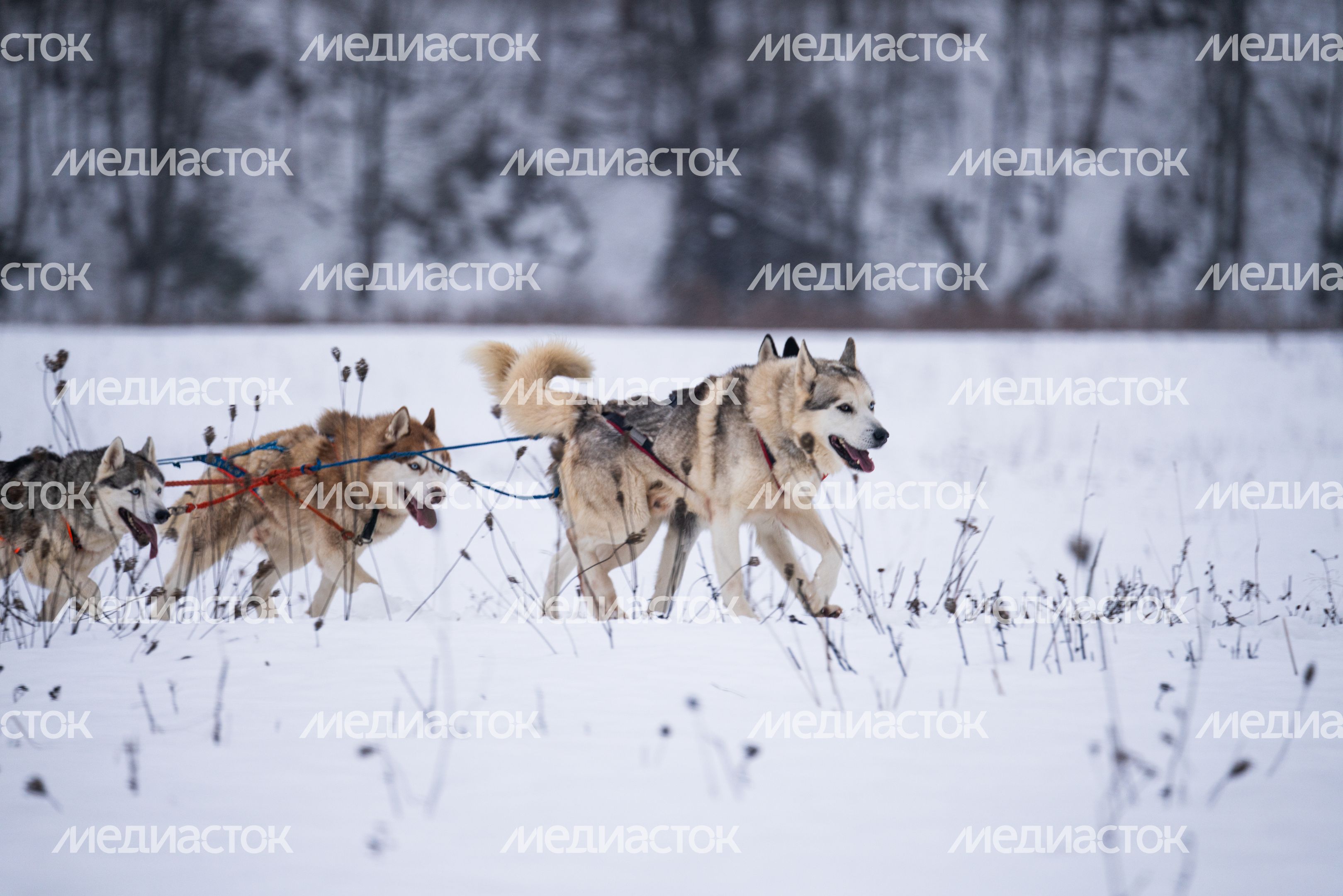 Хаски-деревня "Рузская Аляска" в Рузском округе Хаски-деревня "Рузская Аляска" в Рузском округе
