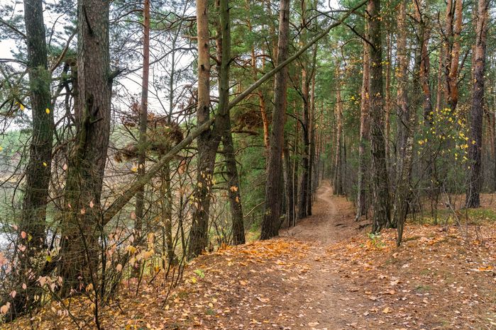 Живописные осенние виды заповедника «Лохин остров» в Красногорске