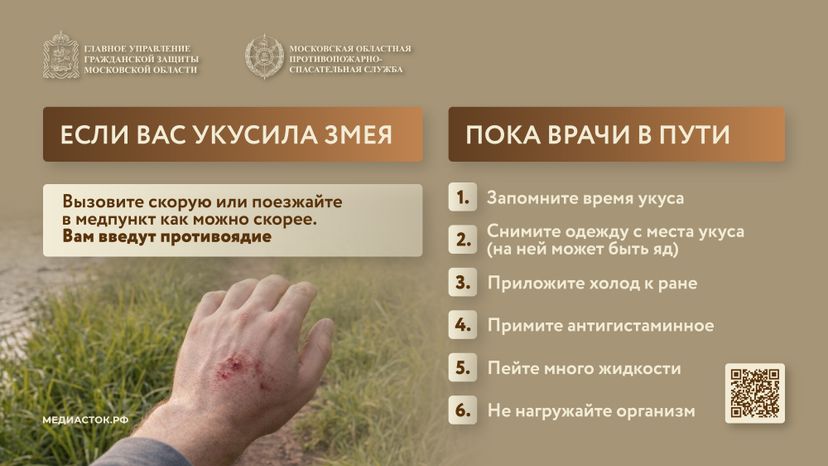 Гадюки горизонталь 07
