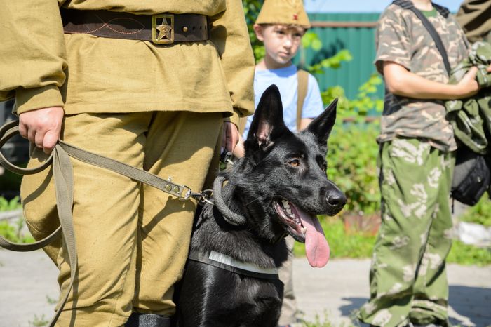 Мытищи. Шолохово. Военно-патриотический фестиваль Фронтовая собака