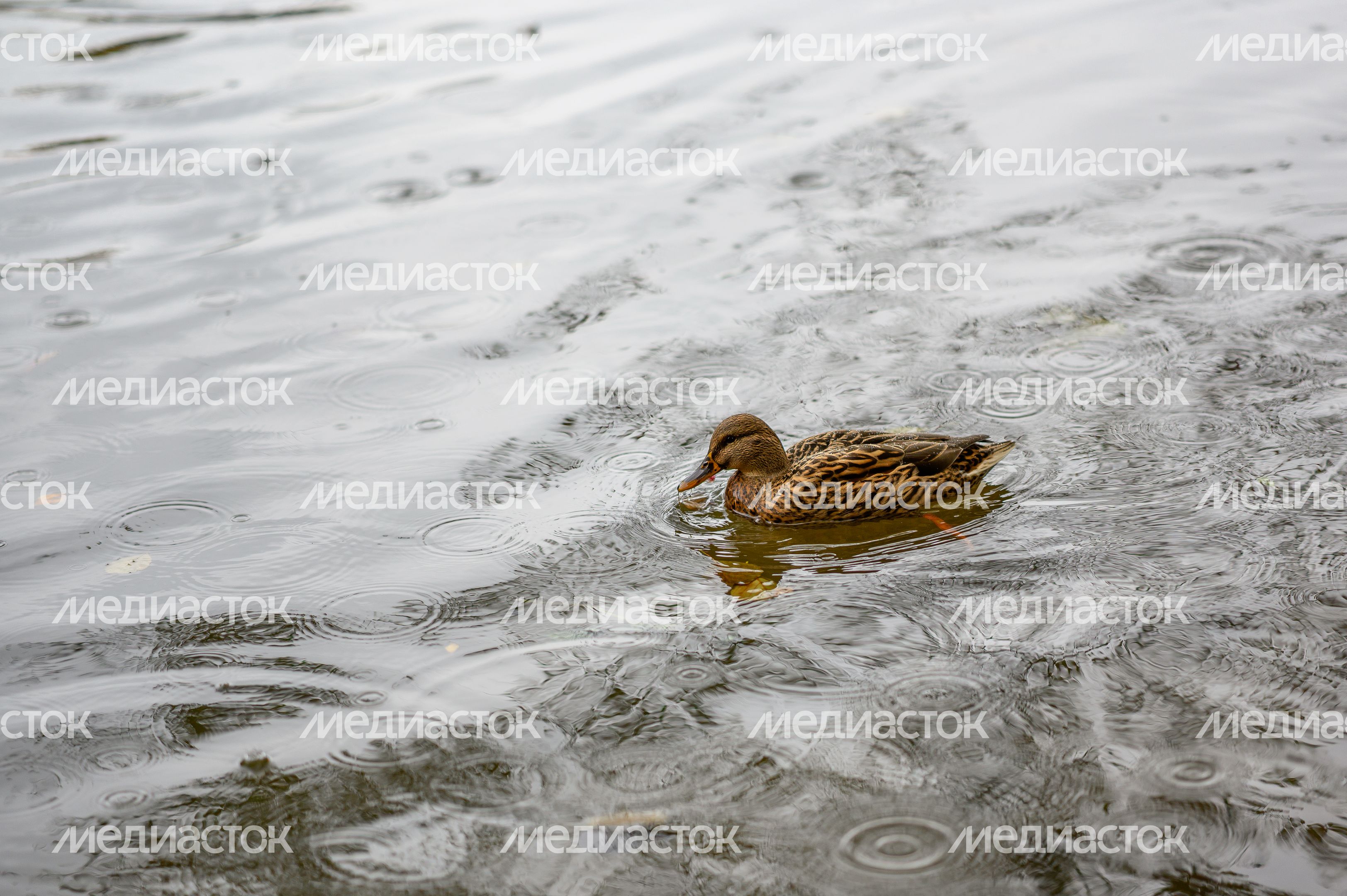 Утки осенью на воде Вишняковского пруда в Балашихе Утки осенью на воде Вишняковского пруда в Балашихе