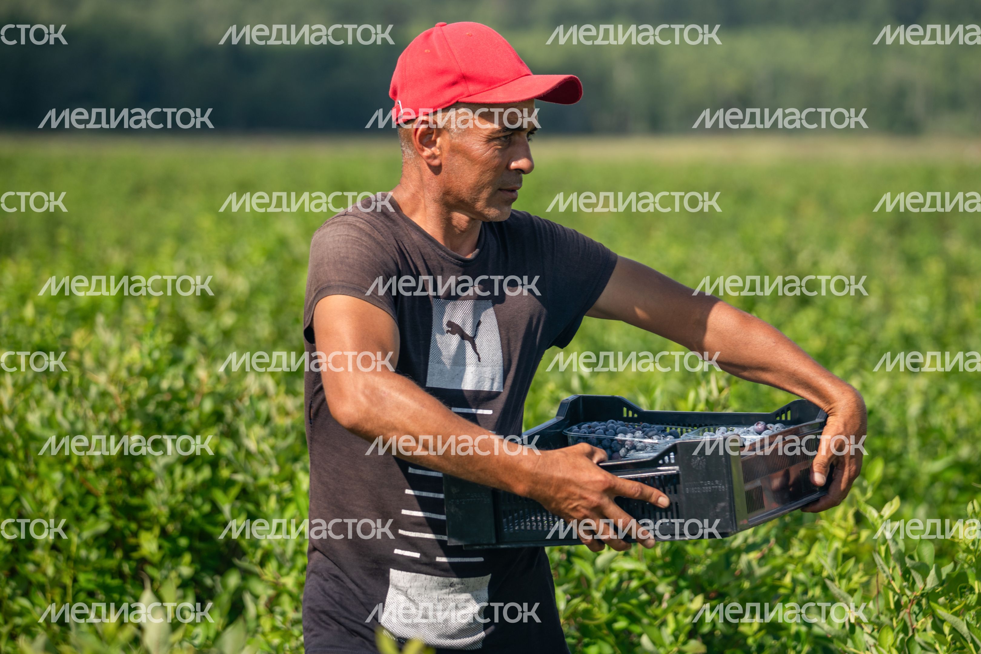 Подмосковная голубика в плодопитомнике «Ягода-малина», округ Шаховская