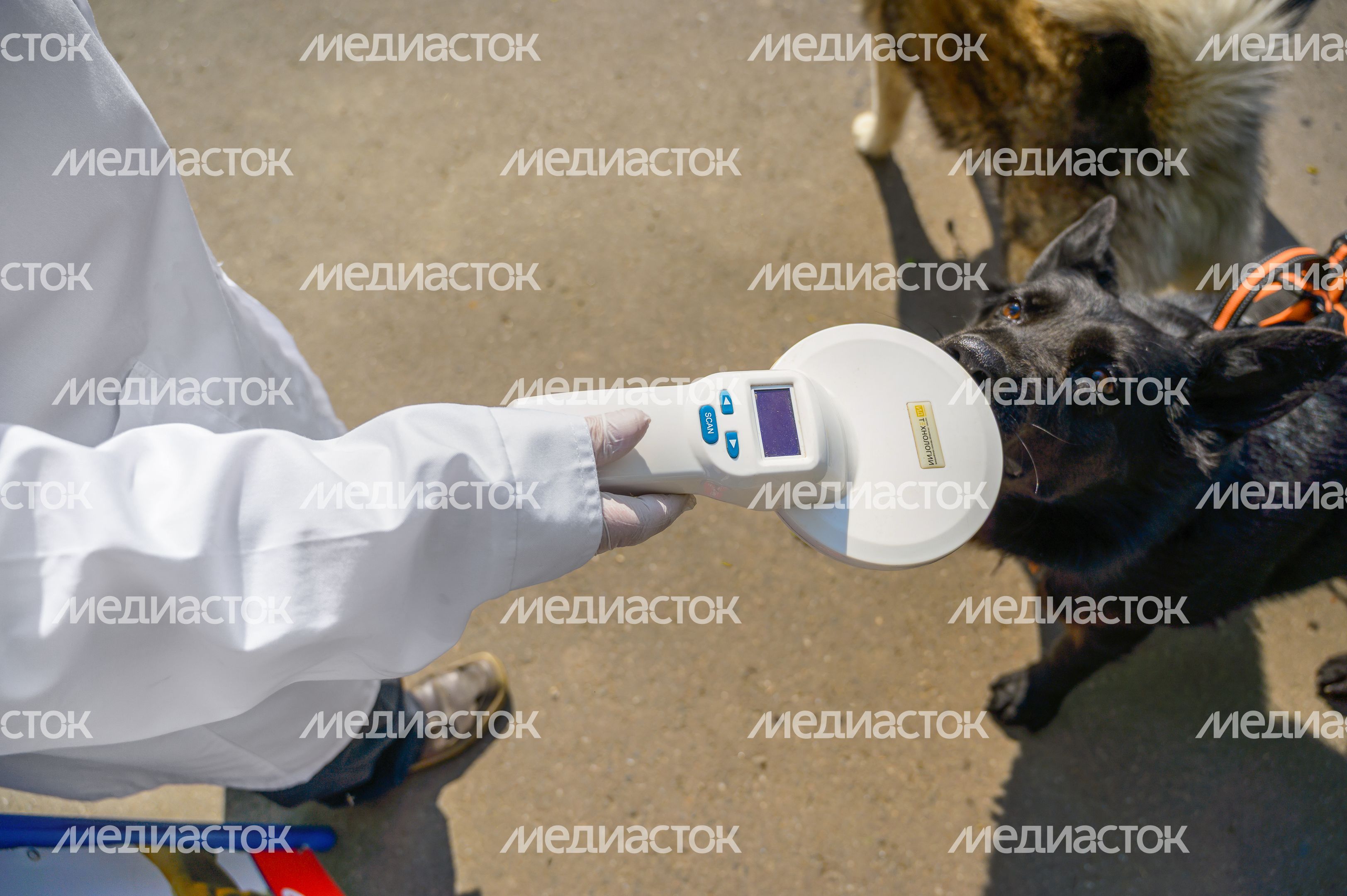 Выездная акция по чипированию и вакцинации животных в парке «Взлет» Домодедово Выездная акция по чипированию и вакцинации животных в парке «Взлет» Домодедово