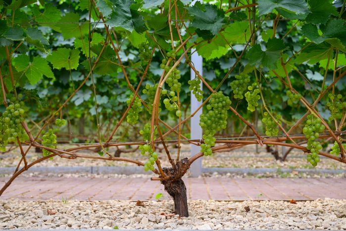 Из подмосковного винограда производят опытные образцы вина на винодельне Nordwine в Раменском круге