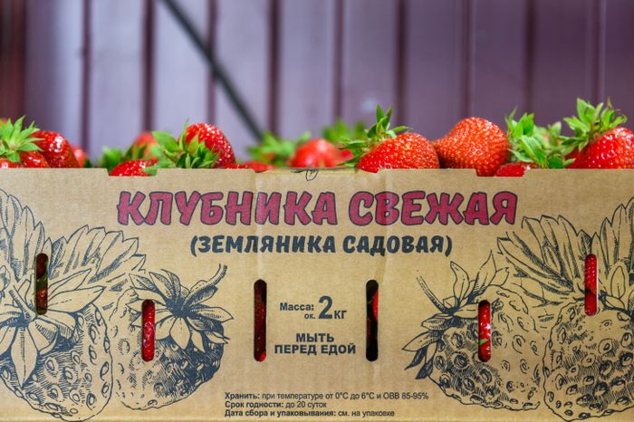 Луховицкая клубника на полях ООО "Русская ягода"