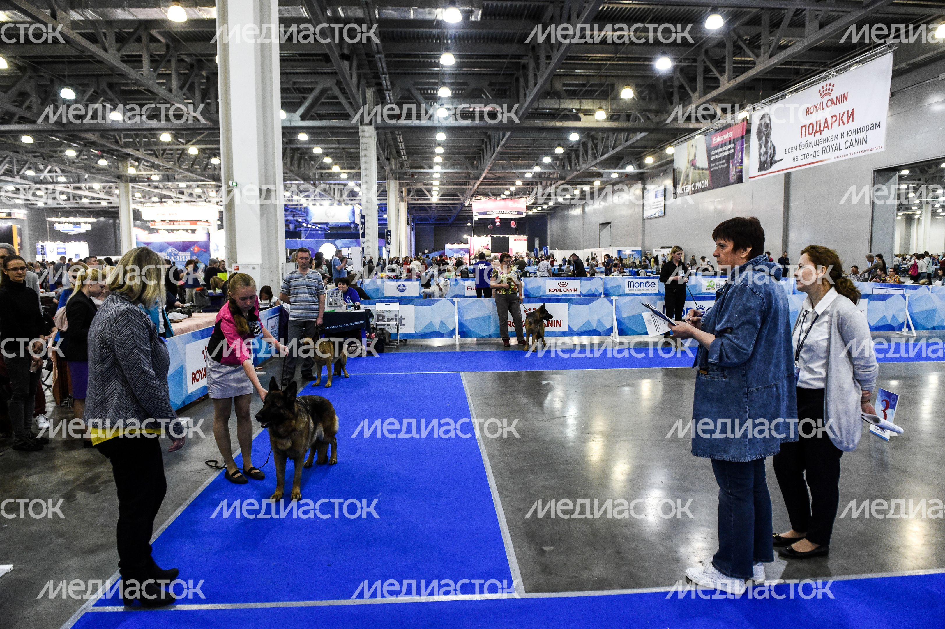 Выставка собак Евразия‑2018 прошла в Подмосковье