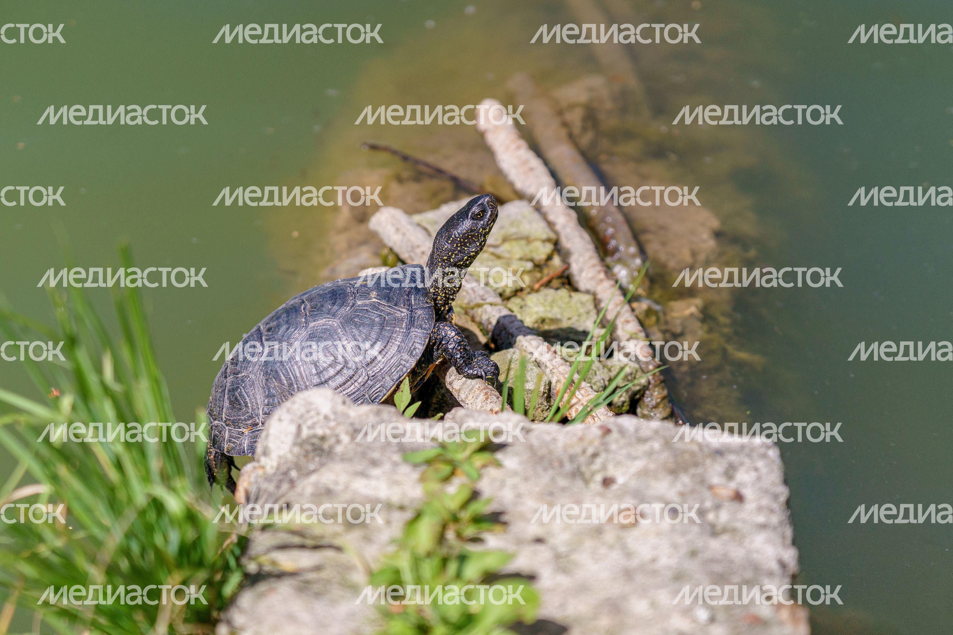 Парк «Здоровье» в Раменском