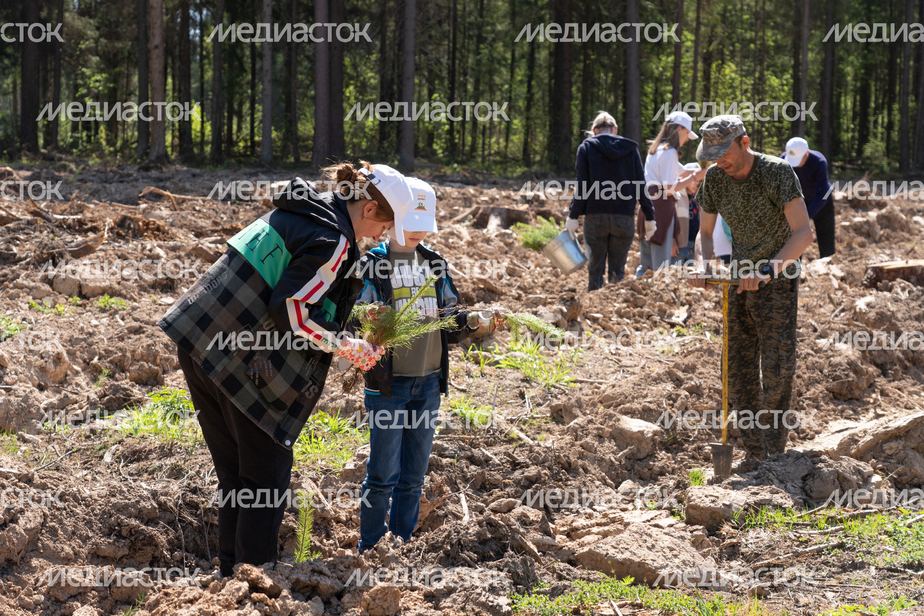 Лес Победы Лес Победы