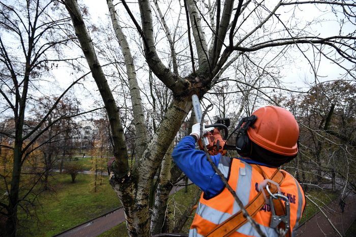 Обрезка тополей в Москве