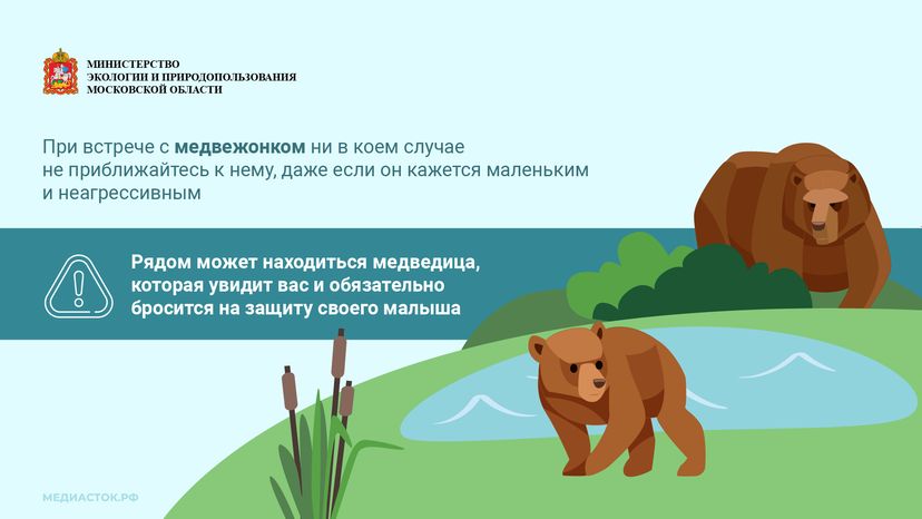 Медведь – сосед, которого нужно знать_горизонталь 08