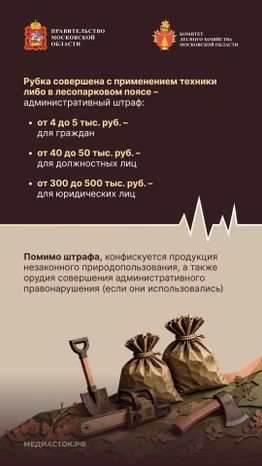 Незаконная рубка вертикаль 04