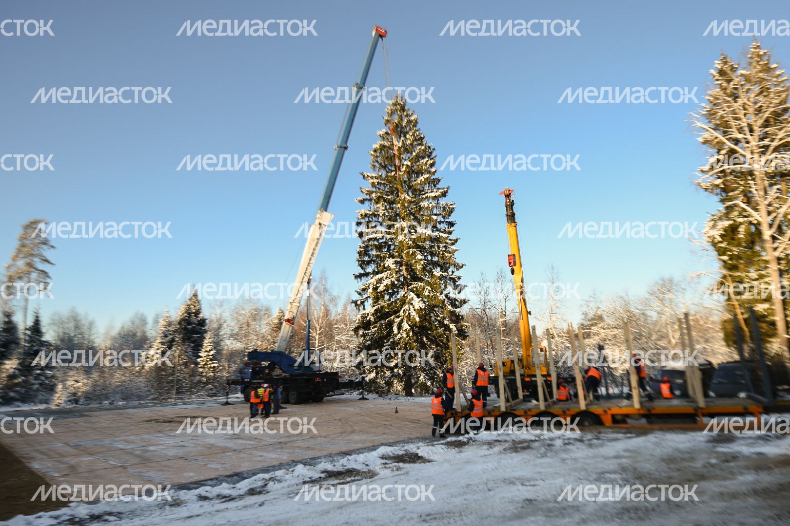 Сруб главной новогодней ели страны в Щелковском районе Подмосковья