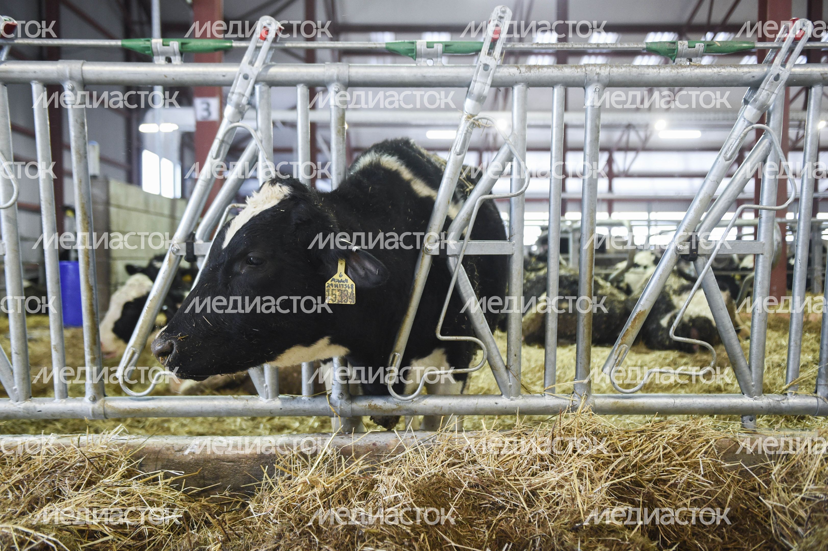 Открытие нового молочного комплекса TH True Milk в Подмосковье, 2 часть