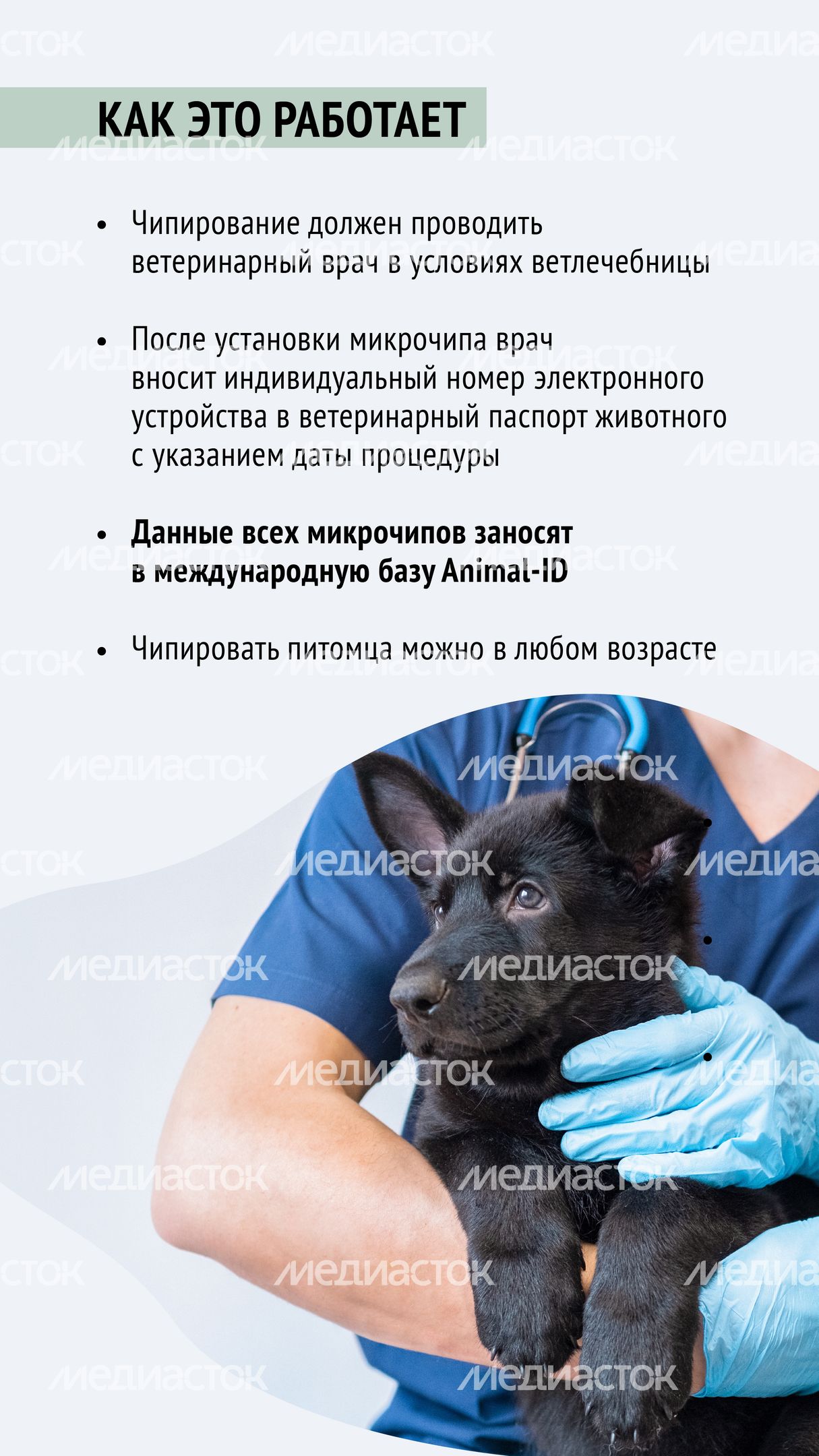 Чипирование-05.jpg