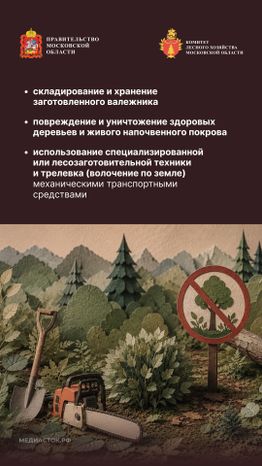 Валежник для собственных нужд вертикаль 08