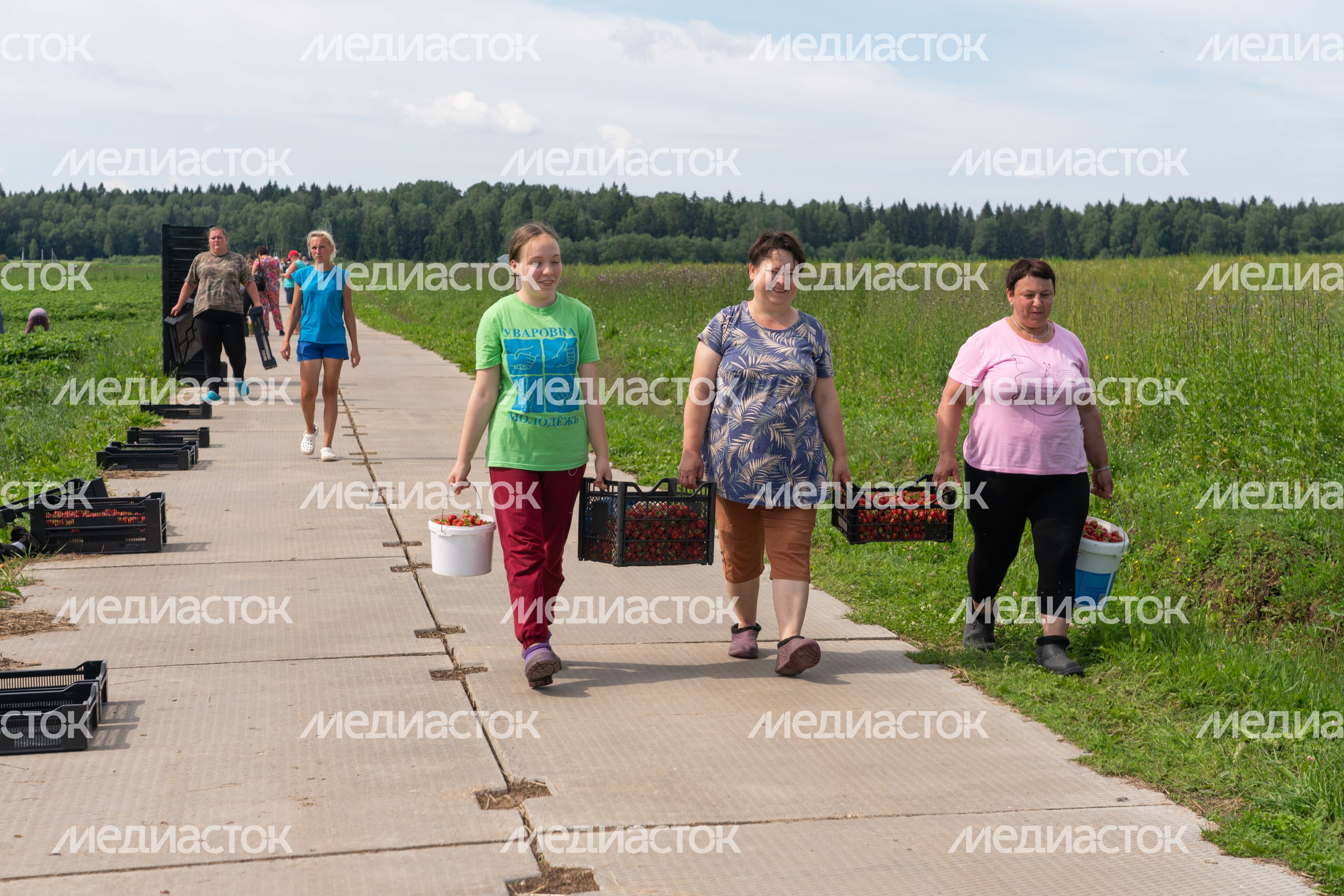 Выращивание клубники в ООО "Плодопитомник "Ягода-малина" в округе Шаховская